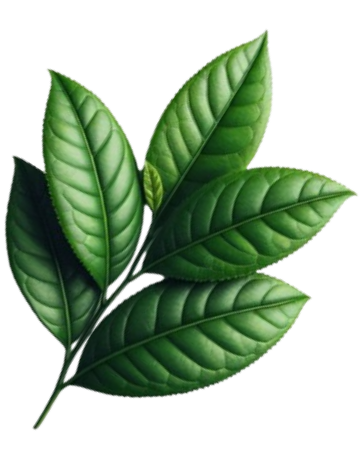 ใบชาเขียว1